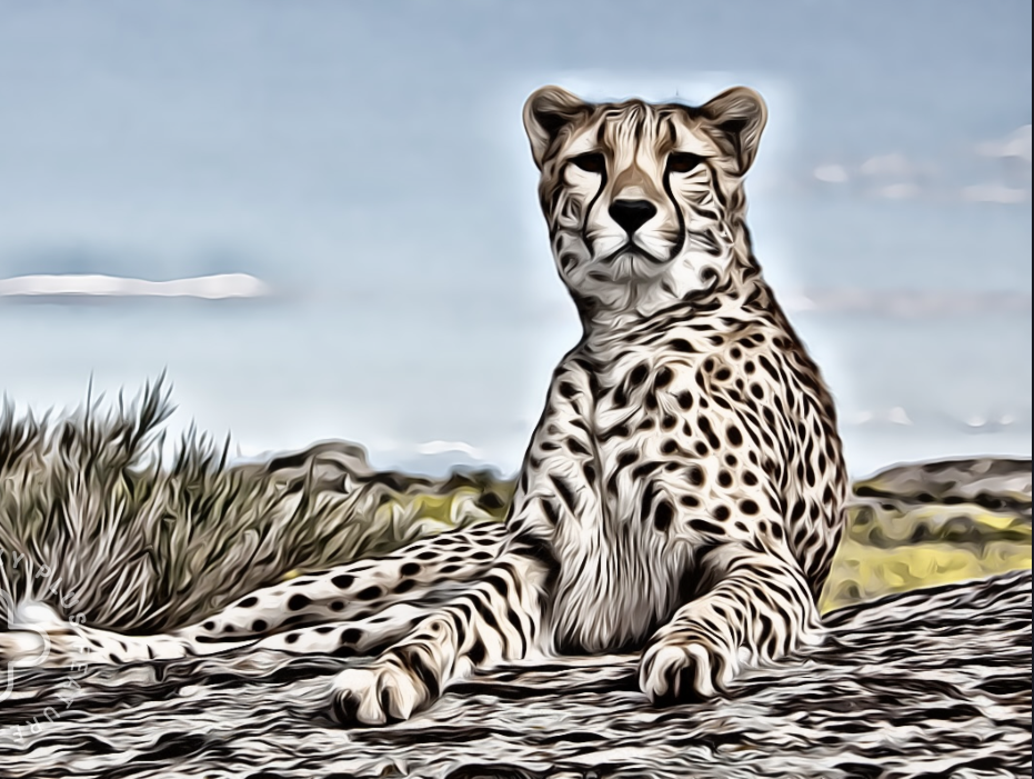 cheetah-image