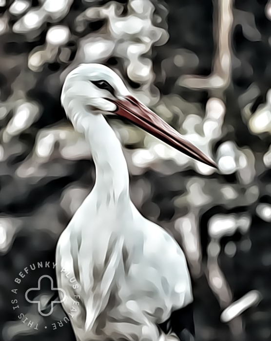 stork-image