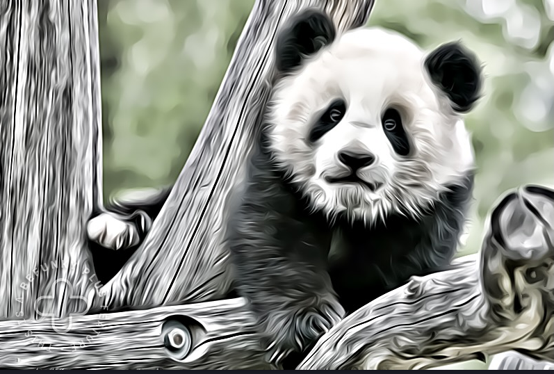 panda-image